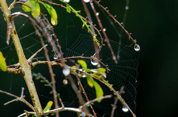 Rain droplets with beautiful plant view with blurred nature background