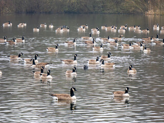 Fototapeta premium Large Flock of Canada Geeses Swimming on a Lake
