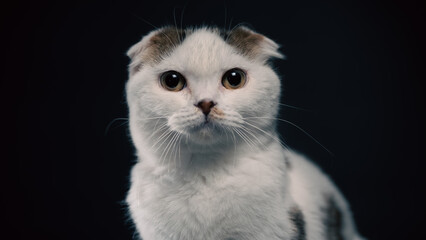 Scottish fold cat is white with spots of color sitting on a black background