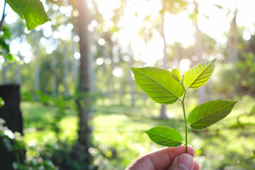 Obraz premium Human hand holding a seedling in green background. Environment, conservation and ecology concept.