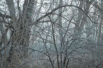 Tree branches after morning frost against the background of fog.