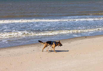 German Shepherd having fun on a beach