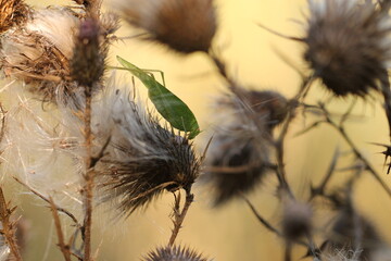 una cavalletta su un fiore