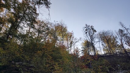 landscape nature background forest autumn summer trees leaves blue sky