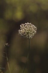 fiore di carota selvatica in estate al tramonto