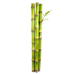 Obraz premium Three vibrant green bamboo stalks standing tall against a white background, showcasing their natural beauty and texture