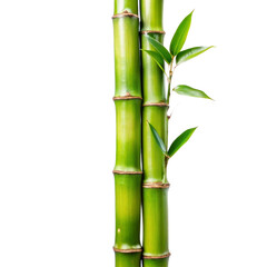 Obraz premium Vibrant Green Bamboo Stalks with Lush Leaves Against White Background