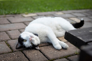 Cute cat sitting on the backyard	