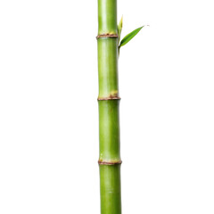 Obraz premium Vibrant Green Bamboo Shoot with Fresh New Leaf Emerging