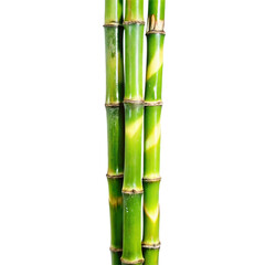 Fototapeta premium Closeup of Three Lush Green Bamboo Stalks Against White Background