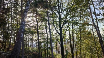 Fototapeta premium landscape nature background forest autumn summer trees leaves blue sky
