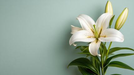 Fototapeta premium single white lily with buds on soft blue background, exuding elegance