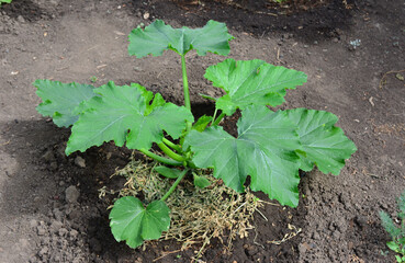 Young Zucchini Plant with green leaves in the garden isolated on the ground 