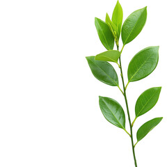 Fototapeta premium Fresh green leaves on a branch, symbolizing growth and vitality in nature., isolated on a transparent background.