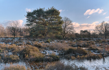 Frosty Heather Landscape with a Pine Tree in Terhorsterzand, Beilen, The Netherlands.