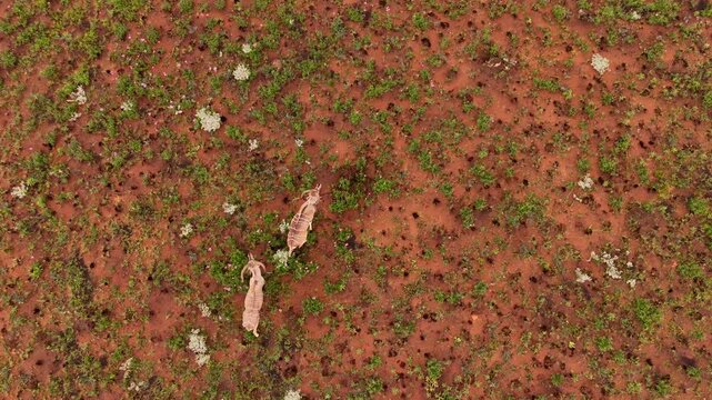 Group of alert kudu bulls walk gingerly over African landscape, top down aerial