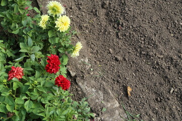beautiful yellow and red flowers in the garden, botanical view, plant, flora summer autumn nature