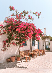 Fototapeta premium Pink Bougainvillea in the traditional town of Lefkes in Paros, Greece