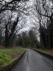 road in the woods