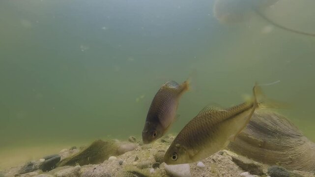 Underwater footage of freshwater fish Bitterling (Rhodeus Amarus) preparing for spawning in a freshwater river. Showcasing the delicate courtship process, highlighting the beauty of aquatic life.