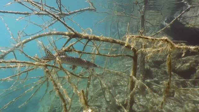 Freshwater fish Northern pike (Esox lucius) in a beautiful, clean pond. Underwater footage showcasing natural light and nice background. Wildlife predator fish swimming in crystal-clear water.
