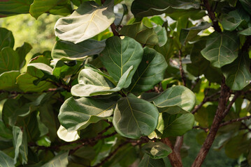 Fiddle Leaf Fig Tree Decoration outdoor Plant Green Leaf