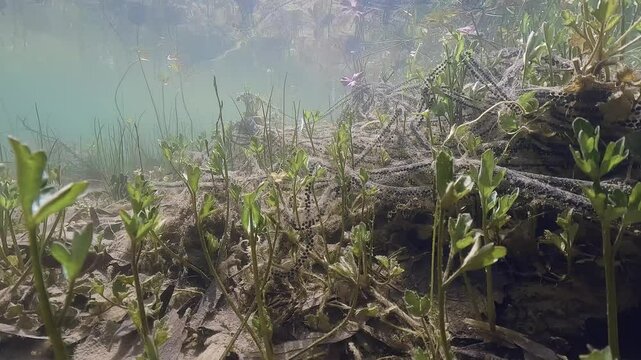 An underwater video of a clear pond with the eggs of the common toad (Bufo bufo). The clean water reveals the aquatic life, capturing the early stages of amphibian development in nature.