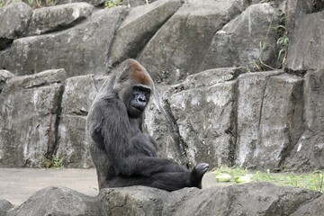 座って振り向くメスのゴリラ
