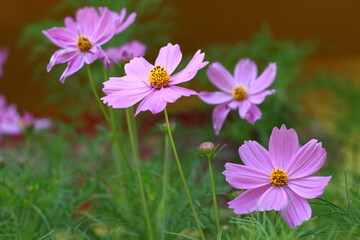 Pink Cosmos Flower blooming in the field