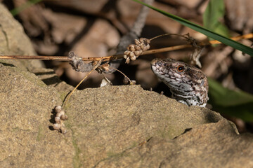 Common wall lizard hiding behind rock in mountain