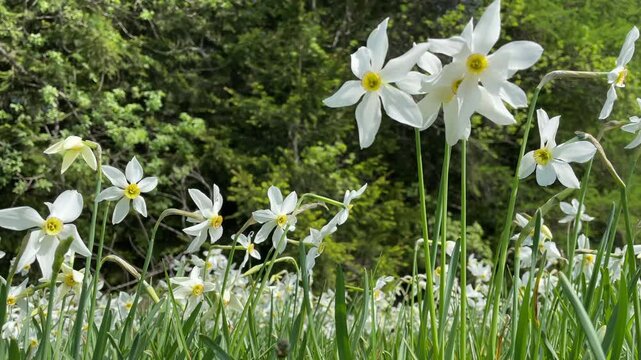 Eine Nahaufnahme von Sternnarzissen von unten auf einer Wiese am Waldrand an einem sonnigen Fr&uuml;hlingstag.