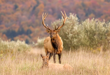 Regal Elk Bull Golden hour Autumn Glory Rut Pennsylvania Benezette