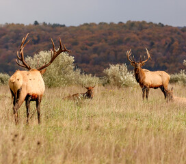 Elk Rut Action Bulls Cows Love Ready for Battle