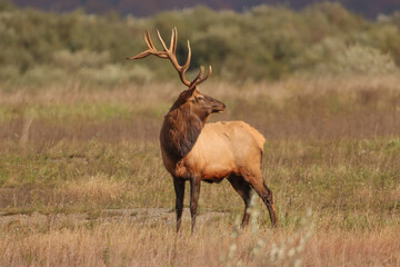 Regal Elk Bull Golden hour Autumn Glory Rut Pennsylvania Benezette