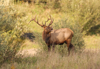 Obraz premium Regal Powerful Elk Bull Rut Bugle Haunting Flehmen Response 