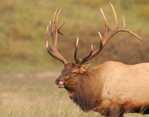 Regal Elk Bull Licking His Lips Ready for Rut Love