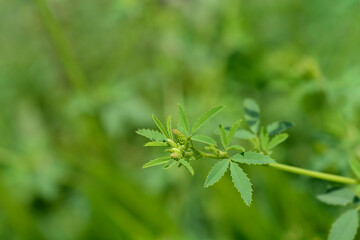 Yellow sweet clover leaves and flower buds