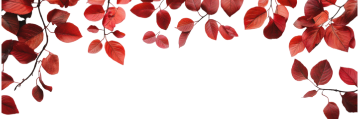Vibrant Red Leaves on a Serene White Canvas, an elegant display of seasonal beauty and minimalistic design, perfect for modern decor.