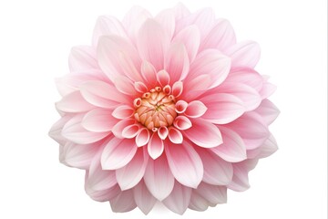 Fototapeta premium Beautiful Pink and White Dahlia Flower in Closeup. Fresh Blossom Isolated on White Background