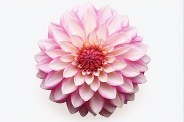 Beautiful Pink and White Dahlia Flower in Closeup. Fresh Bloom Blossom Isolated on White Background