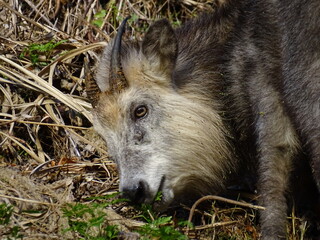 草を食べるニホンカモシカ