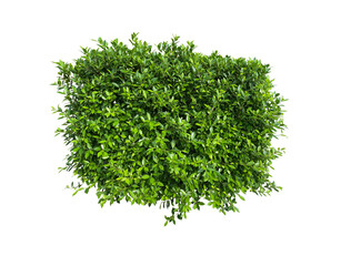 Lush green shrub bush ornamental plant, on transparent background