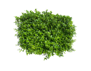 Lush green shrub bush ornamental plant, on transparent background