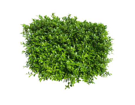 Lush green shrub bush ornamental plant, on transparent background