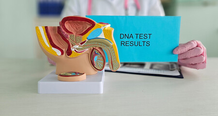 DNA test results presented alongside anatomical model of male reproductive system