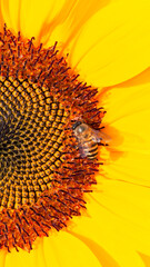 a sunflower with bright yellow petals and a detailed center, showcasing a bee actively gathering nectar, highlighting the symbiotic relationship in nature.