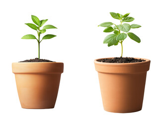 Set of a We broadcast small plant growing in a clay flower pot, isolated on transparent background.