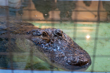 Close-up of an alligator resting in murky water behind a metal fence