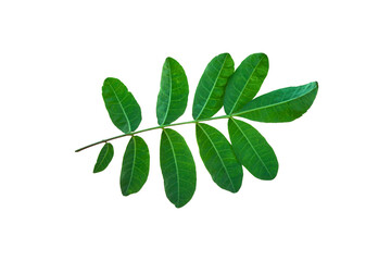 Green leaves isolated on white background. PNG, Cutout