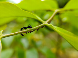 black ants (Camponotus japonicus), and aphids (Aphis fabae) on outdoor plant leaves